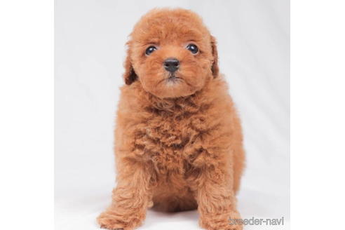 成約済の東京都のトイプードル-202143の1枚目